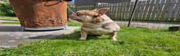 French Bulldog dogs for stud: Exceptional isabella and tan merle for stud in Aberdeen - Advert 4