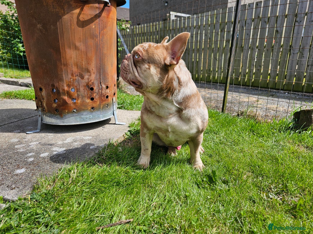 French Bulldog dogs for stud: Exceptional isabella and tan merle for stud in Aberdeen - Advert 4