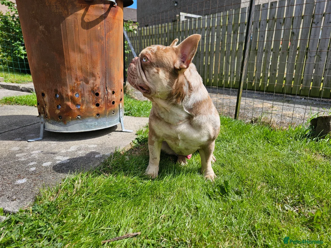 French Bulldog dogs for stud: Exceptional isabella and tan merle for stud in Aberdeen - Advert 4