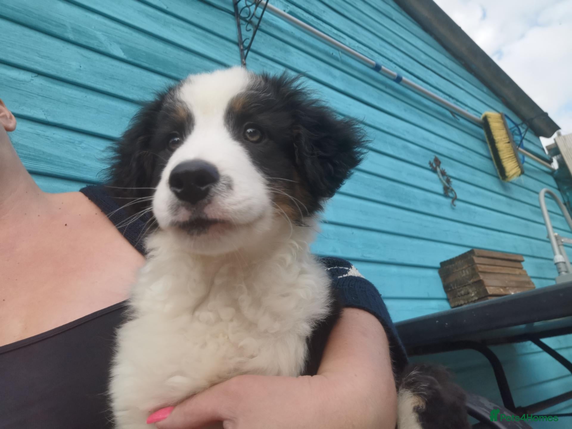 Mixed Breed dogs Beautiful Bordernese  - Advert 2