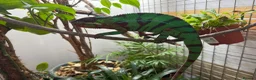 Chameleon reptiles for sale: Pair YBBB Ambilobe Panther Chameleons for sale in Oxford - Advert 3