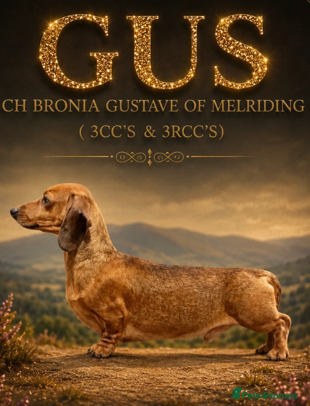 Miniature Dachshund dogs for stud: Champion mini smooth for stud  - Advert 2