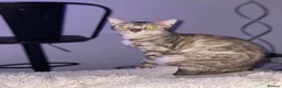 Bengal cats for sale: Bengal girls  - Advert 4