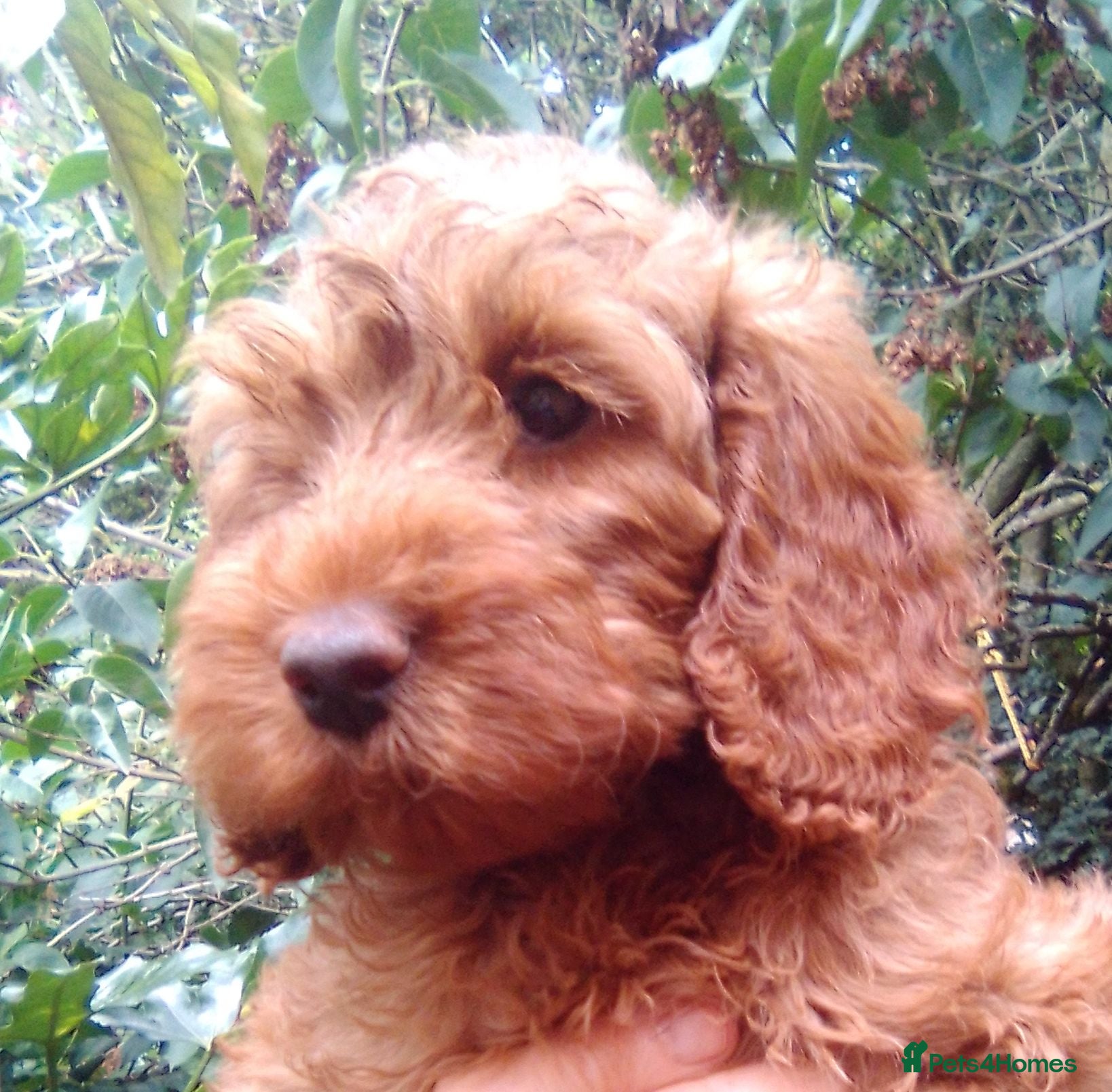 Cockapoo dogs Gorgeous Cockapoos  - Advert 1