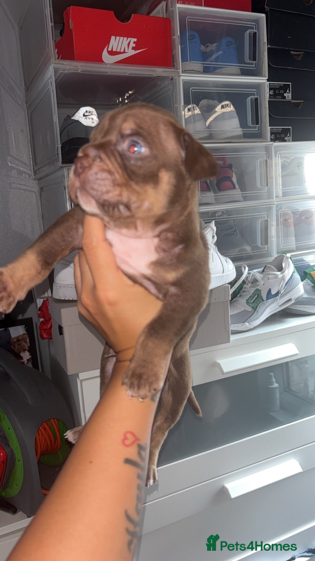American Bully dogs micro bully  - Advert 1