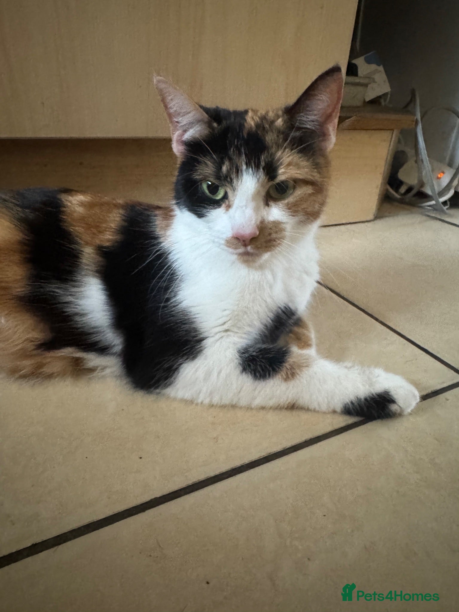 Mixed Breed cats Last 10 week old female kitten  - Advert 2
