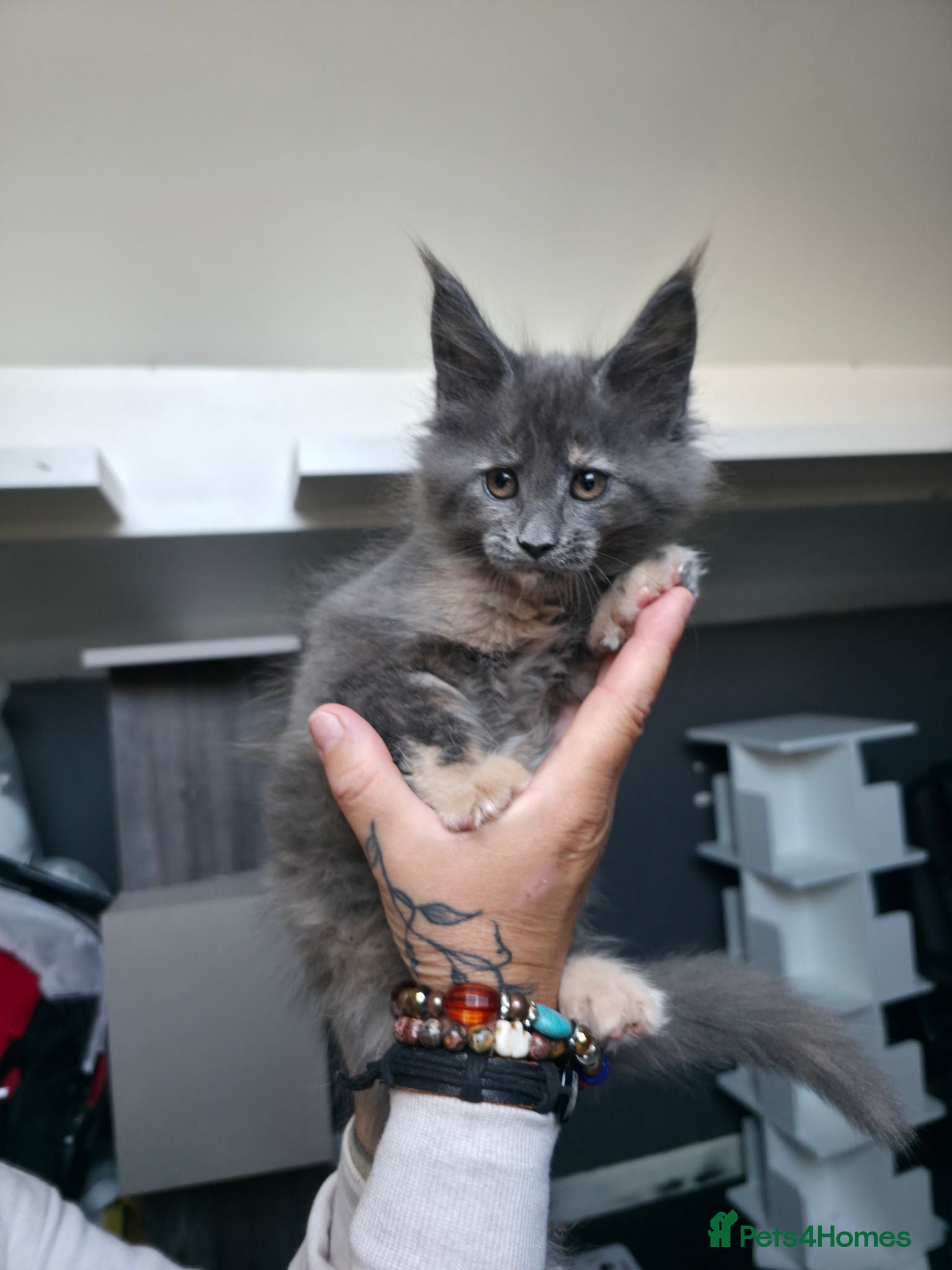 Maine Coon cats Maine Coon Kittens  - Advert 1