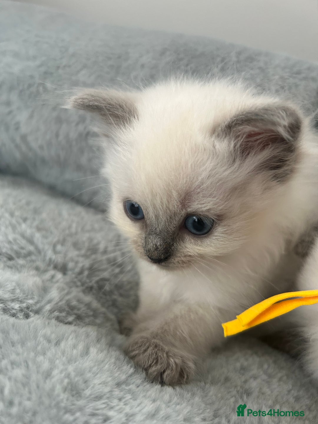 Ragdoll cats for sale: Ragdoll kittens - Image 5