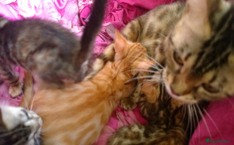 Mixed Breed cats - Advert 2