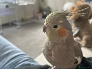 Cockatiels birds Super tame female cockatiel for sale - Advert 1