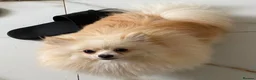 Pomeranian dogs for sale: Gorgeous girl  - Advert 3