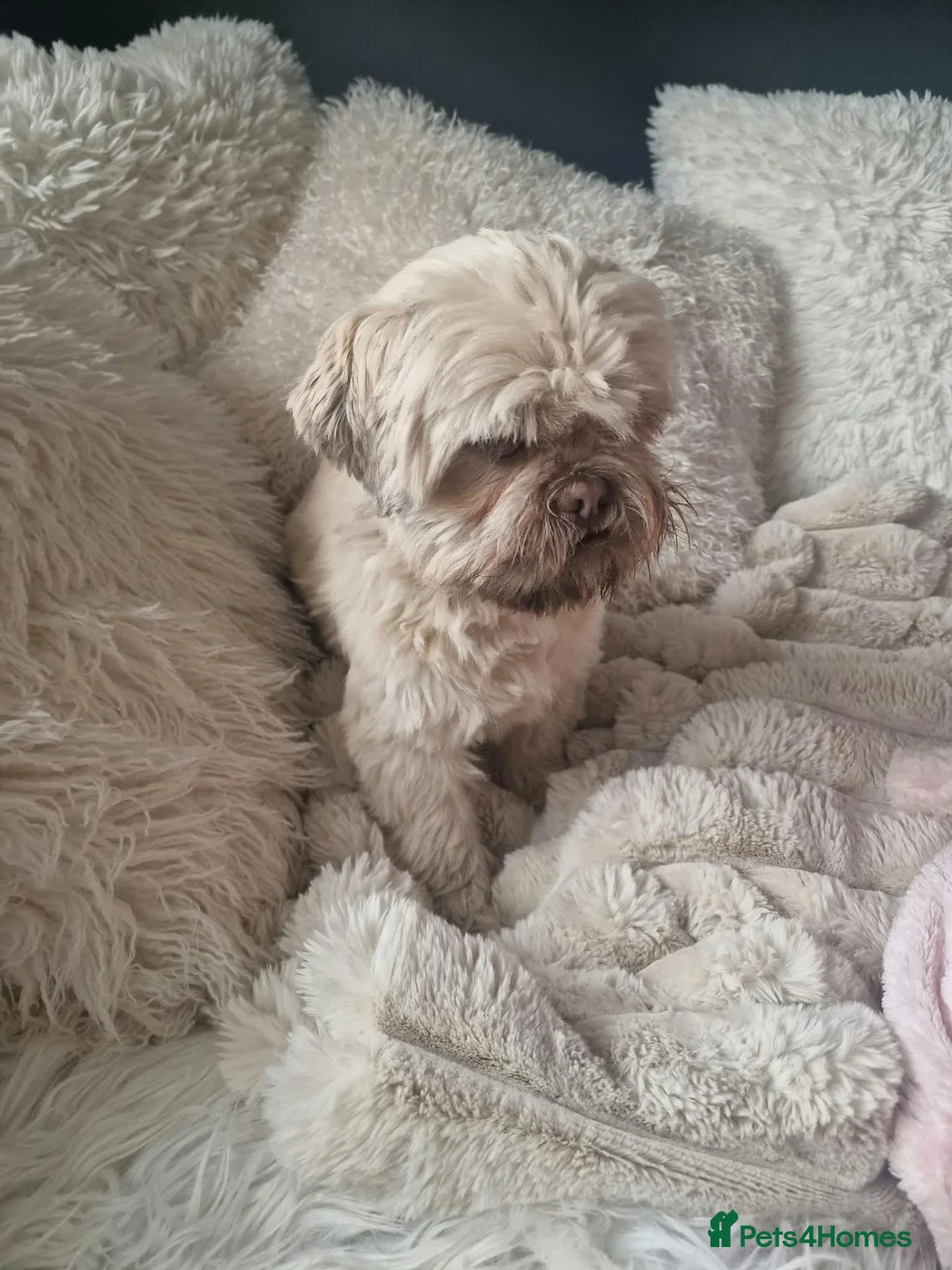 Shih Tzu dogs for stud: Beautyful Shih Tzu for Stud - Advert 2
