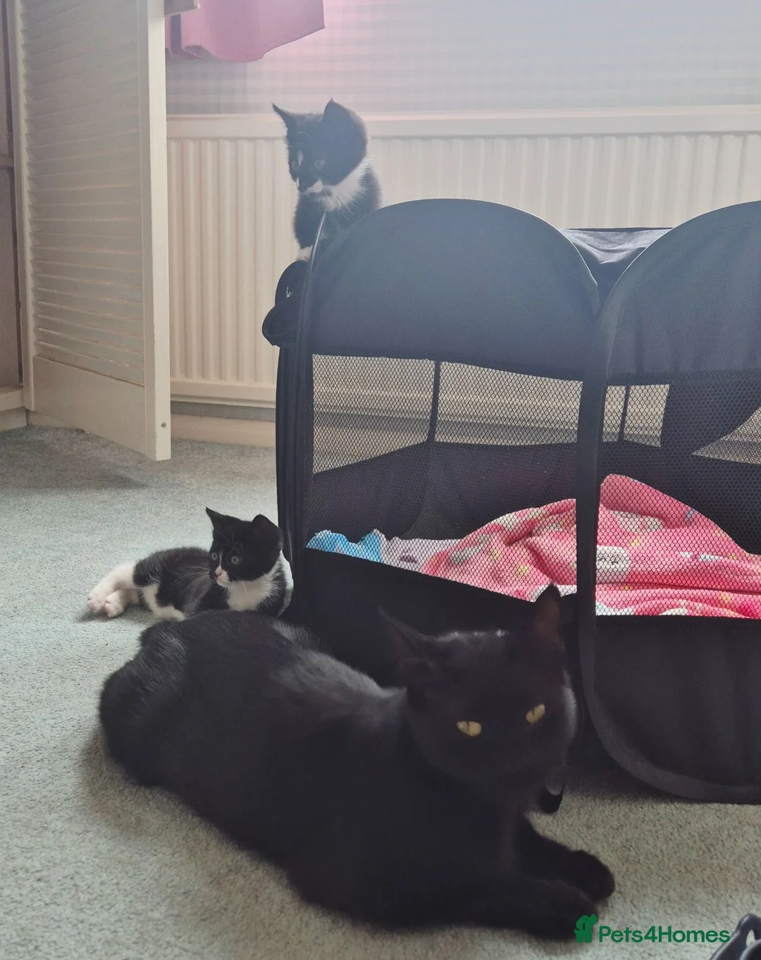 Mixed Breed cats for sale: Girl & Boy Kitten 4 sale beautiful markings. in Sheerness - Advert 3