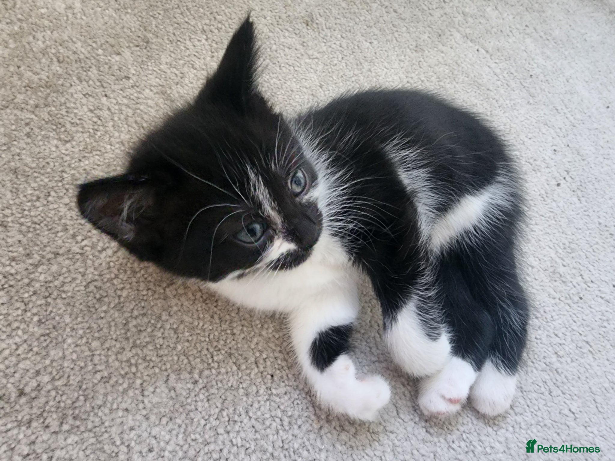 Mixed Breed cats for sale: 2 little Tuxedo new born kittens - Advert 10
