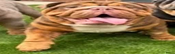 English Bulldog dogs for sale: Ernie  in Middlesbrough - Advert 6