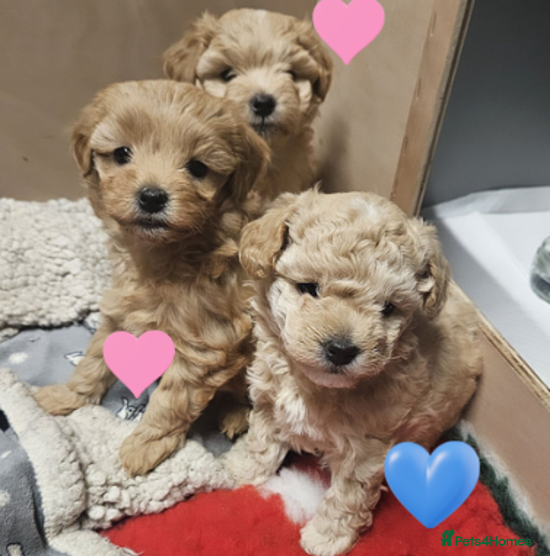 Maltipoo dogs for sale: Teddy Bear Maltipoo puppies - Advert 2