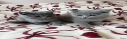 British Shorthair cats for sale: Beautiful British Shorhair Kittens for Sale - Advert 5