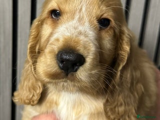 Cocker Spaniel dogs 🐶 Cocker Spaniel Puppies Ready Soon! 🏡 - Advert 5