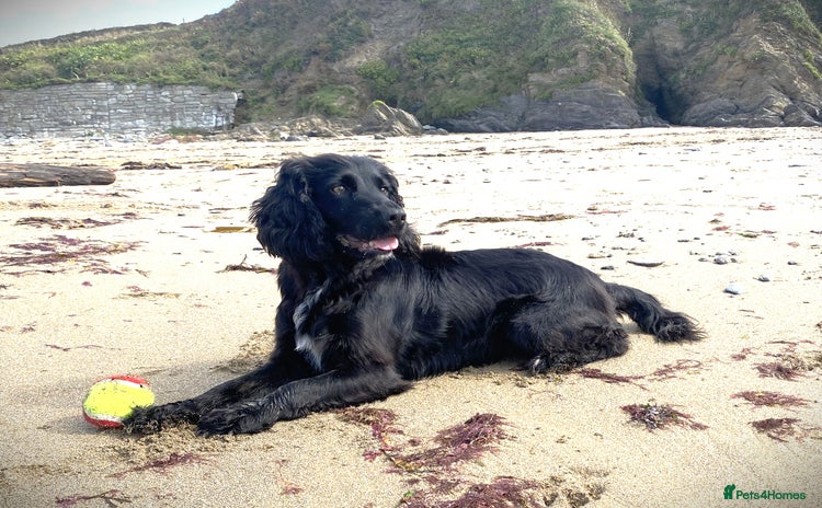 Cocker Spaniel dogs - Advert 7