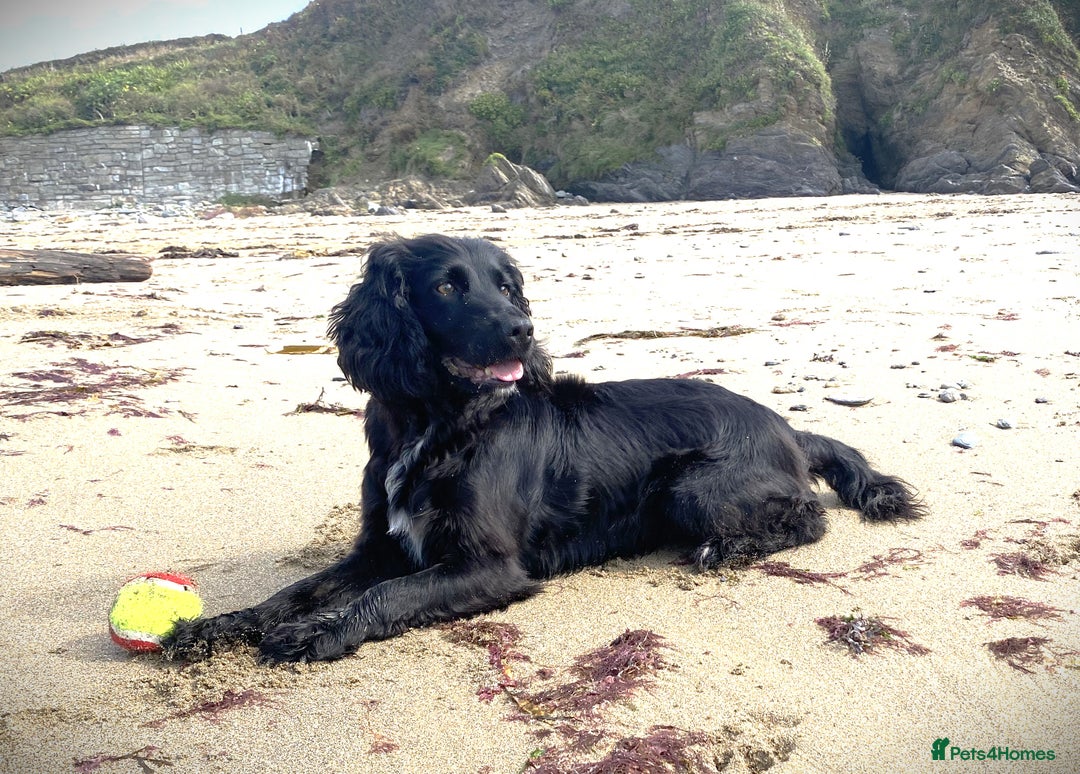 Cocker Spaniel dogs for sale: Expecting Litter of Pedigree Working Cockers - Image 1