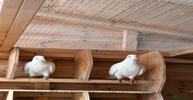 Doves birds - Advert 12