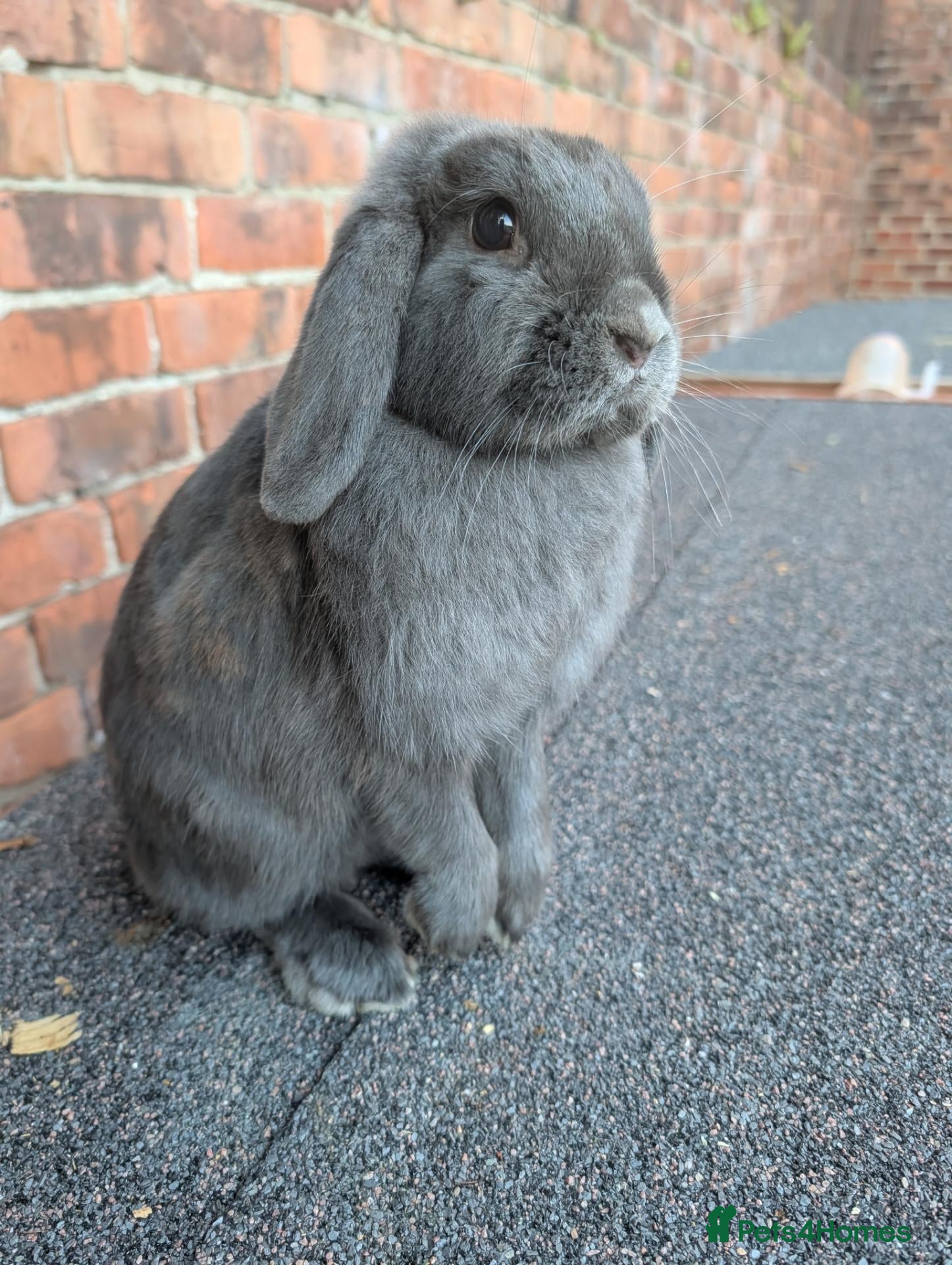 Mini Lop rabbits Mini lop adults  - Advert 12