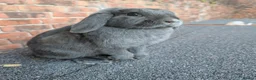Mini Lop rabbits for sale: Mini lop babies and adults  - Advert 6