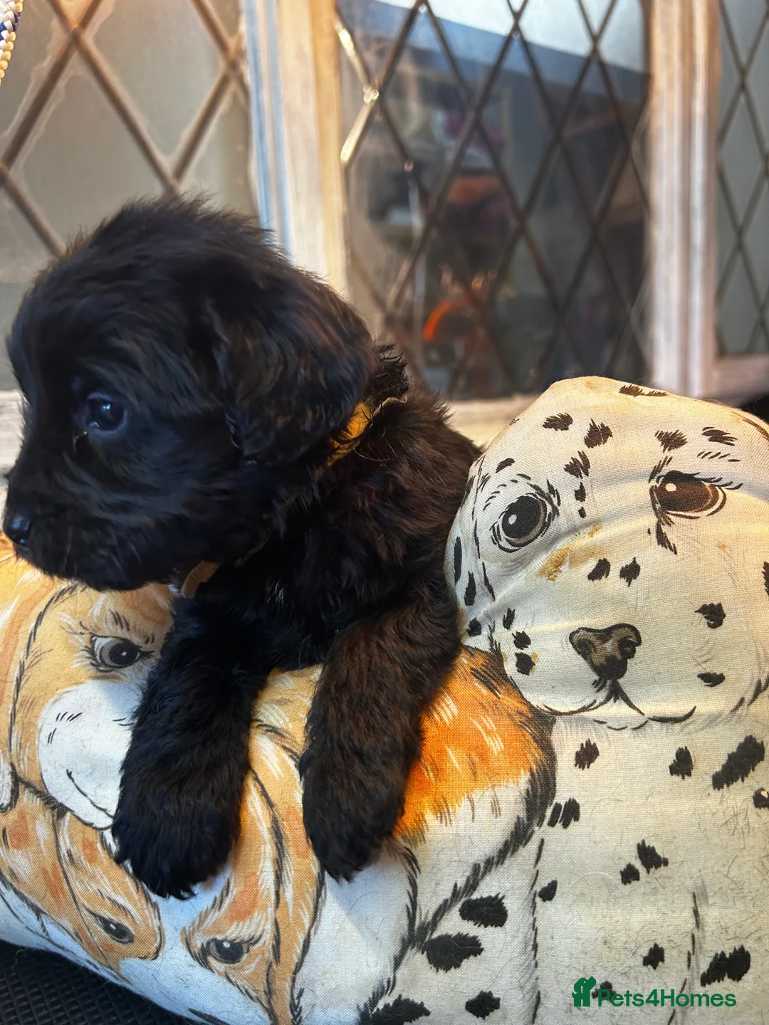 Cockapoo dogs for sale:  Northampton Cockapoos. Adorable F1 puppies - Advert 22
