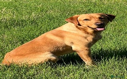 Labrador Retriever dogs for sale: Black Labrador puppies, KC reg  - Image 10