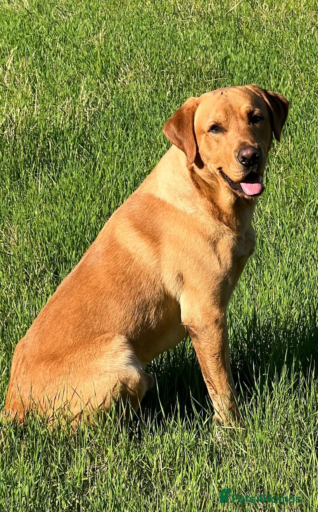 Labrador Retriever dogs for sale: Black Labrador puppies, KC reg  - Image 10