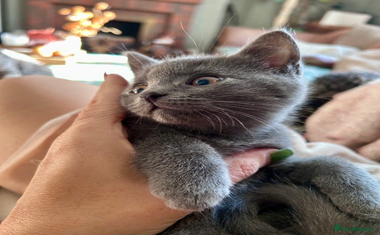 British Shorthair cats - Advert 15