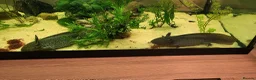 Axolotl reptiles for sale: Axolotls - 2 males and full tank set up in Kilmarnock - Advert 1