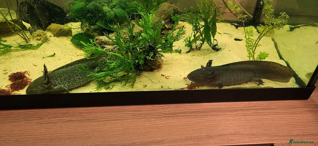 Axolotl reptiles for sale: Axolotls - 2 males and full tank set up in Kilmarnock - Advert 1