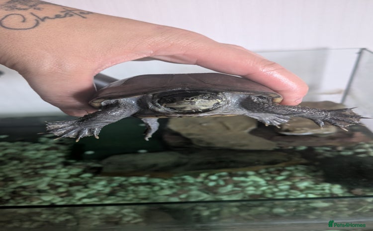 Turtle reptiles - Advert 1