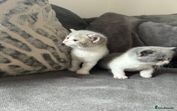British Shorthair cats for sale: British shorthair cross - Image 13