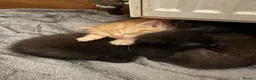 Mixed Breed cats for sale: 6 gorgeous kittens  - Advert 11