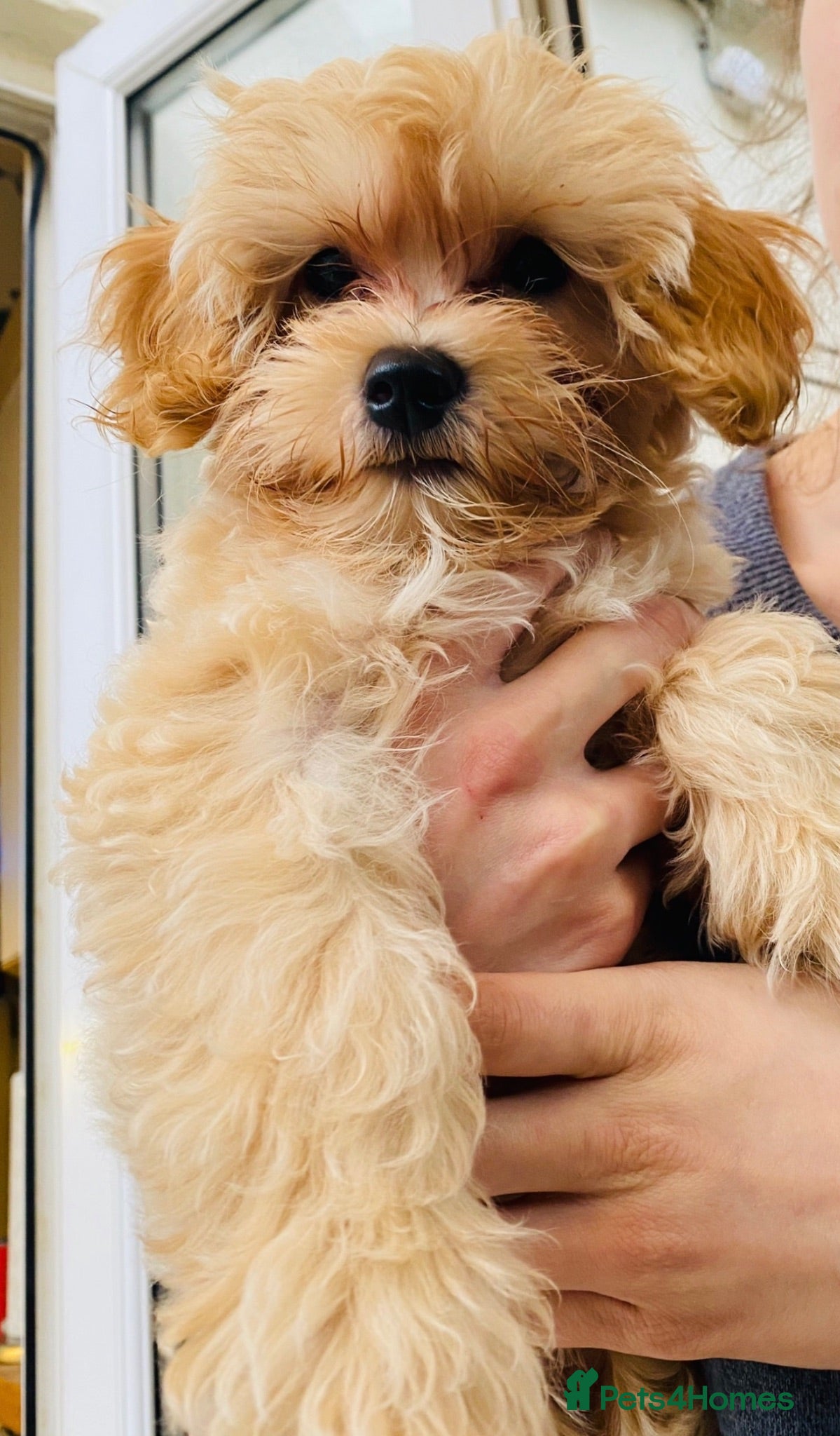 Maltipoo dogs * Tiny Korean Maltipoo Babies * - Advert 7