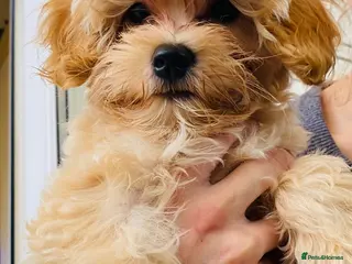 Maltipoo dogs * Tiny Korean Maltipoo Babies * - Advert 7