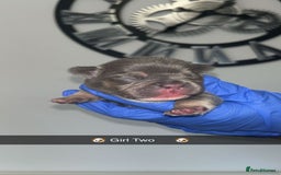 French Bulldog dogs for sale: Two Beautiful Girl French Bulldogs  - Image 5