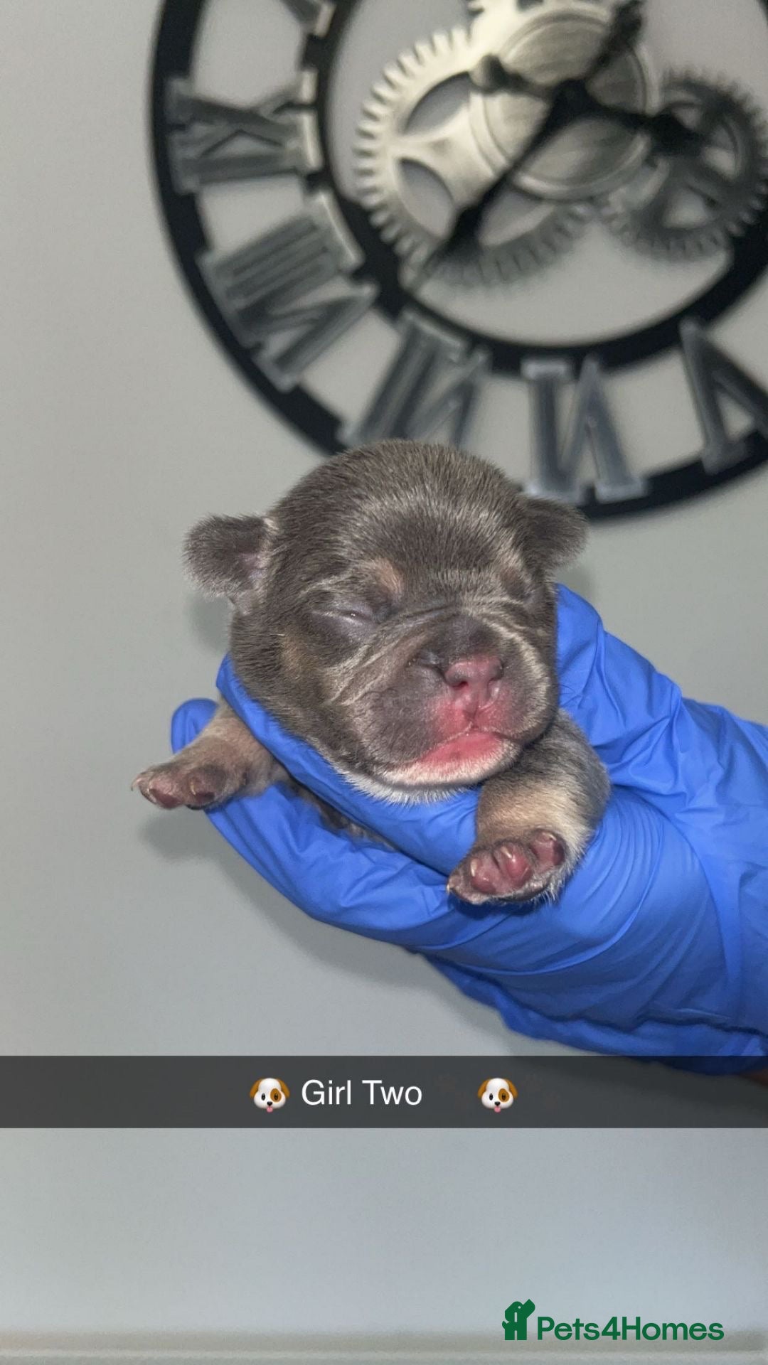 French Bulldog dogs for sale: Two Beautiful Girl French Bulldogs  - Image 5