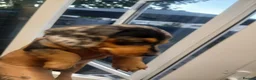 Dachshund dogs for sale: Dutch hound puppies  - Advert 8
