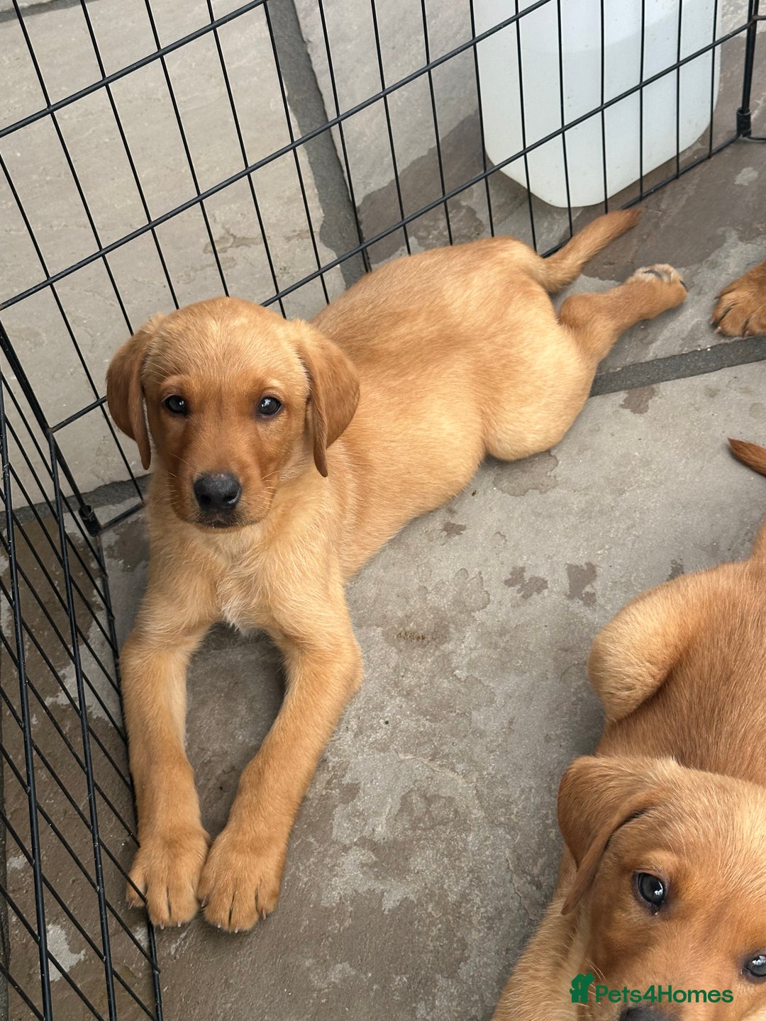 Labrador Retriever dogs for sale: Outstanding deep red Labrador puppies - Image 11
