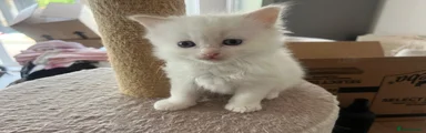 Ragdoll 2