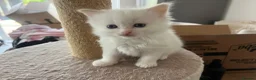 Ragdoll cats for sale: ❤️Beautiful Ragdoll Kittens❤️ in Brentwood - Advert 32