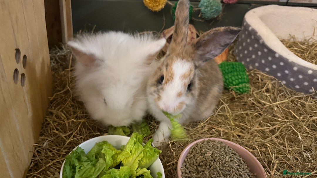 Lionhead rabbits for sale: Baby Lion head and Rex for sale!  - Image 1