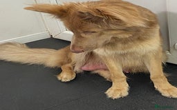 German Shepherd dogs for sale: GORGEAOUS K/C Registered German Shepherd puppies - Image 33