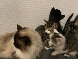 Mixed Breed cats Beautiful kittens - Advert 1