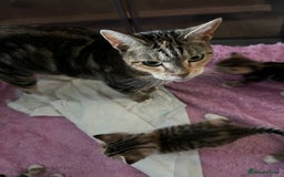 Domestic Shorthair cats for sale: Domestic beautiful kittens  - Image 13