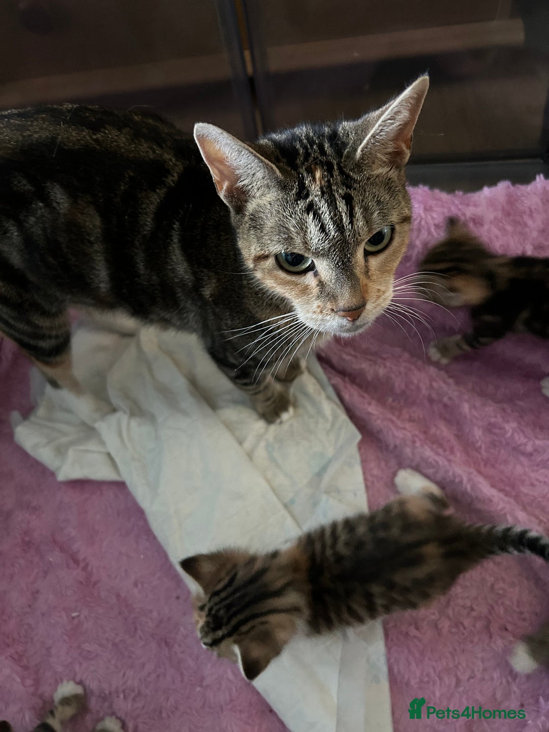 Domestic Shorthair cats for sale: Domestic beautiful kittens  - Image 13