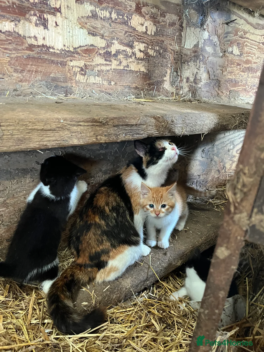 Mixed Breed cats for sale: Beautiful farm kittens for sale - Advert 2